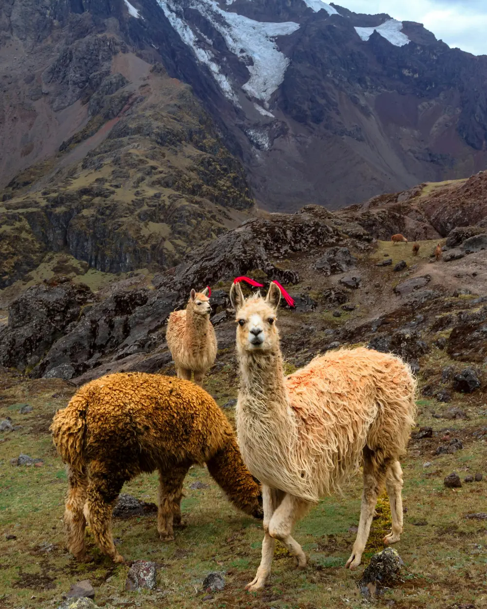 Lares Trek to Machu Picchu
